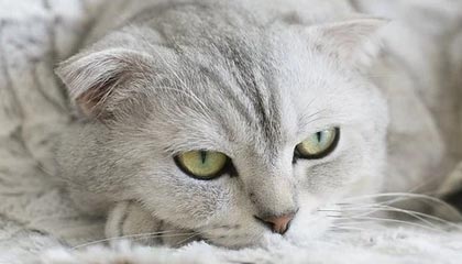 开云注册网址-澳网混双第二轮 张帅/普茨组合憾负对手无缘晋级